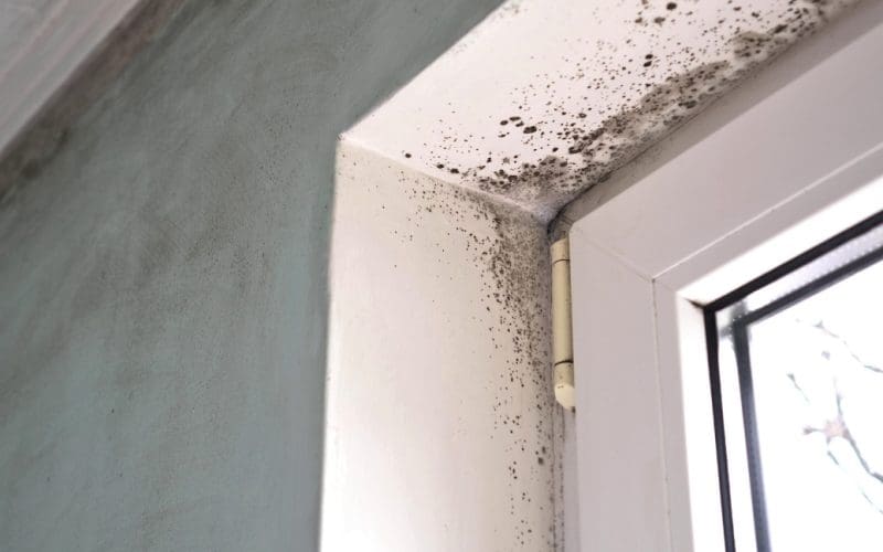 Mold growth on wall corner near window frame.