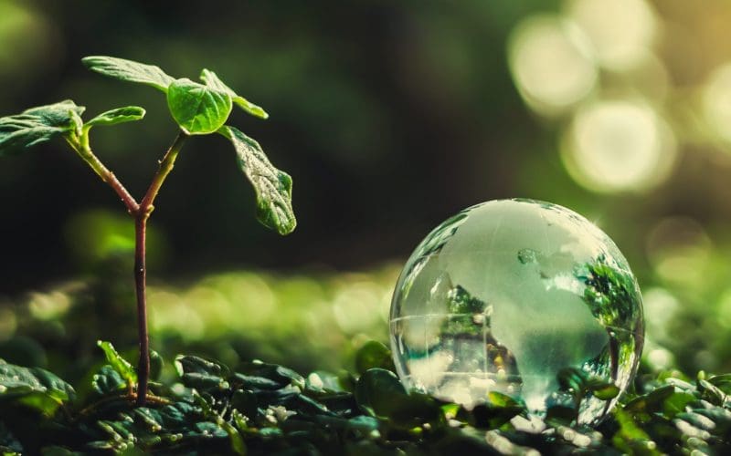 Sprouting plant next to a clear globe on greenery.