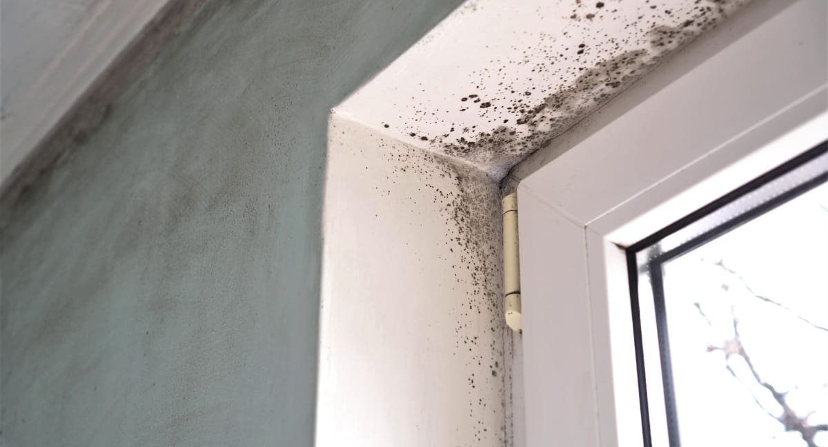Mold growth on wall corner near window frame.